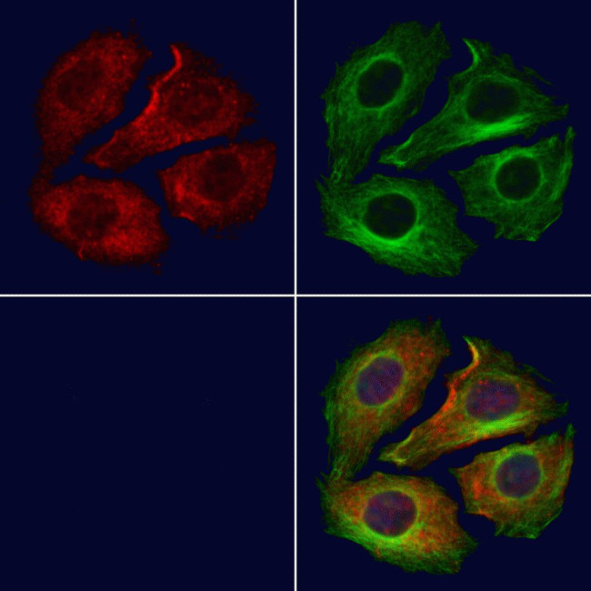 NNT Antibody in Immunocytochemistry (ICC/IF)
