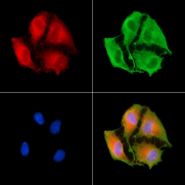 NDUFB3 Antibody in Immunocytochemistry (ICC/IF)