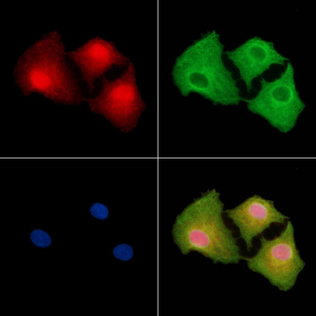 NGRN Antibody in Immunocytochemistry (ICC/IF)