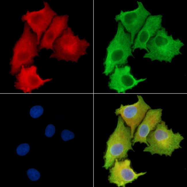 NBPF3 Antibody in Immunocytochemistry (ICC/IF)