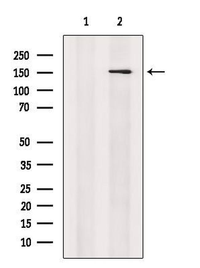 Nidogen 2 Antibody in Western Blot (WB)
