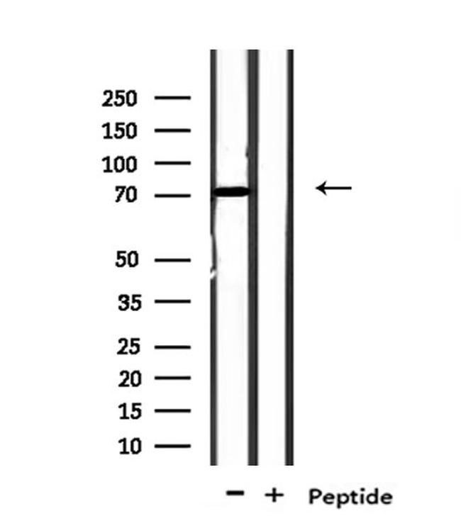 NOL4 Antibody in Western Blot (WB)