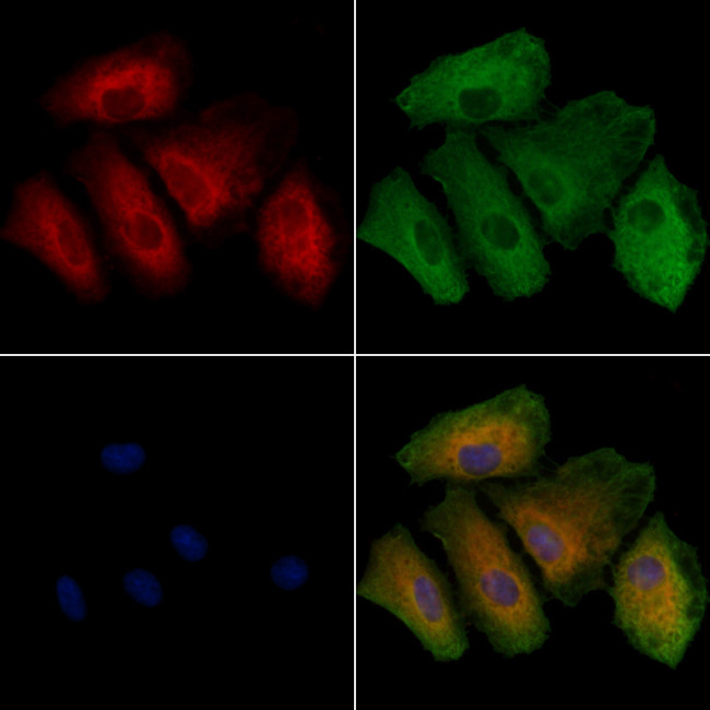 PAOX Antibody in Immunocytochemistry (ICC/IF)