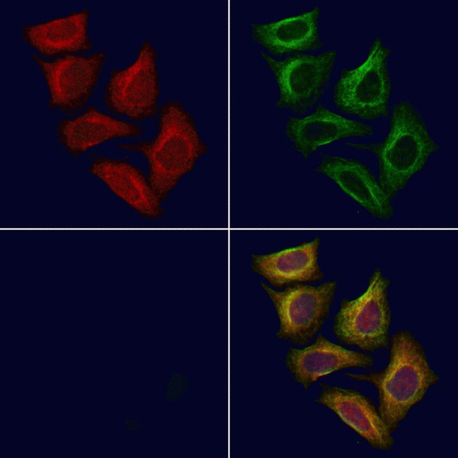 PIGQ Antibody in Immunocytochemistry (ICC/IF)