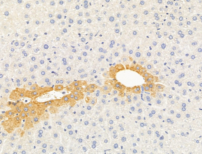 PLSCR1 Antibody in Immunohistochemistry (Paraffin) (IHC (P))