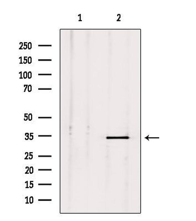 PLSCR2 Antibody in Western Blot (WB)