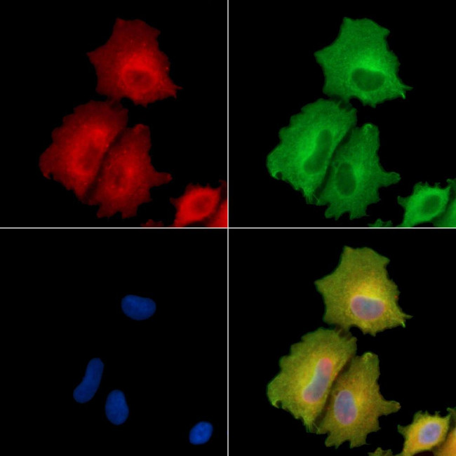 PLSCR4 Antibody in Immunocytochemistry (ICC/IF)
