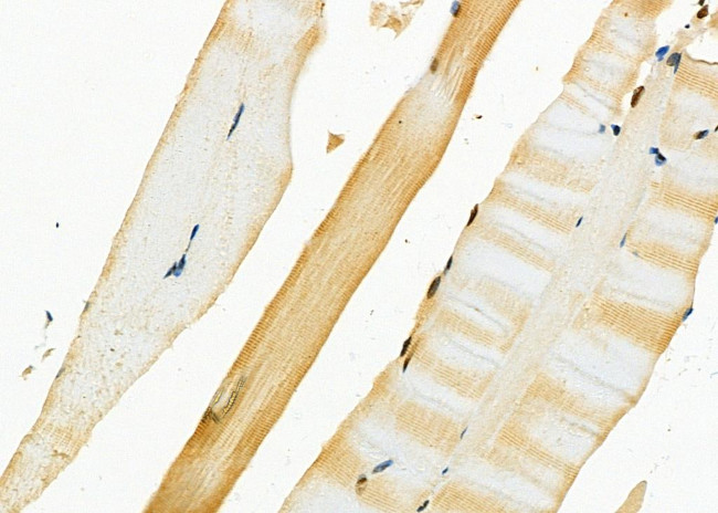 PART1 Antibody in Immunohistochemistry (Paraffin) (IHC (P))