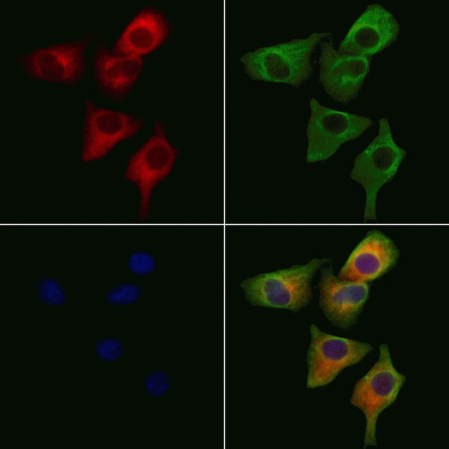 RASSF3 Antibody in Immunocytochemistry (ICC/IF)