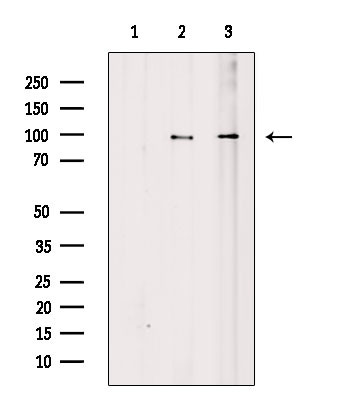 RGS19 Antibody in Western Blot (WB)