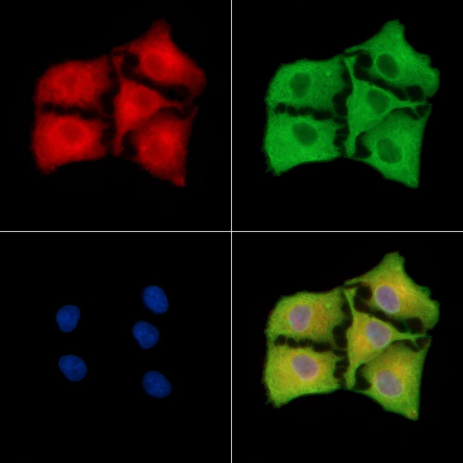 RGS21 Antibody in Immunocytochemistry (ICC/IF)