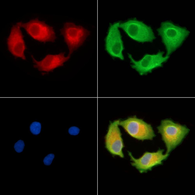 RFPL4B Antibody in Immunocytochemistry (ICC/IF)