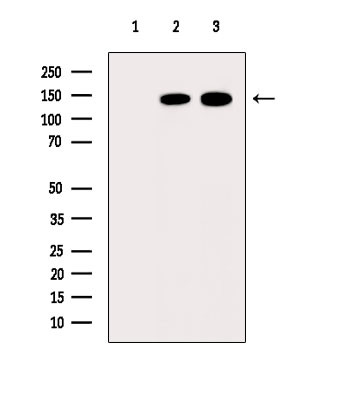 ARHGAP12 Antibody in Western Blot (WB)