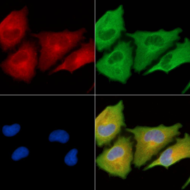RPS6KL1 Antibody in Immunocytochemistry (ICC/IF)
