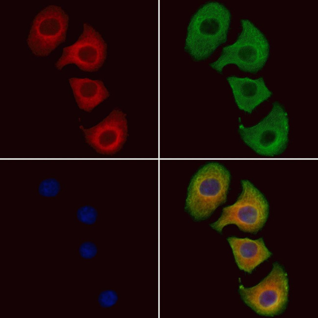 SERP1 Antibody in Immunocytochemistry (ICC/IF)
