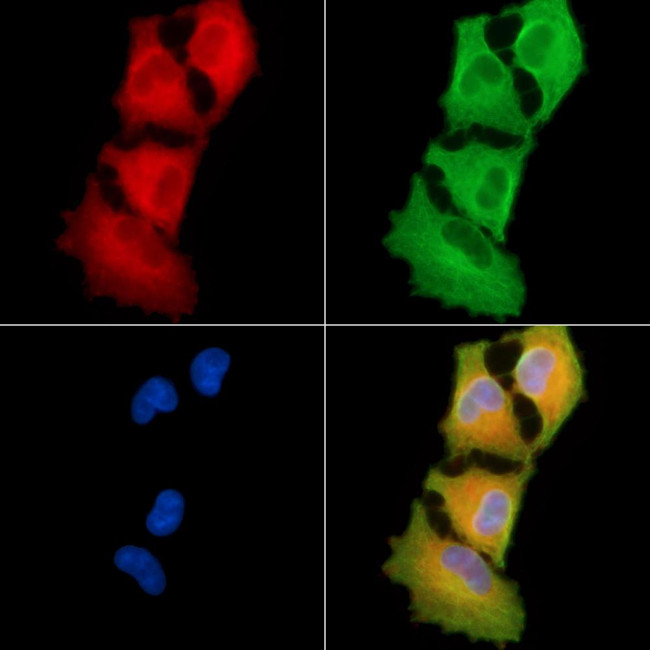 RPAP3 Antibody in Immunocytochemistry (ICC/IF)