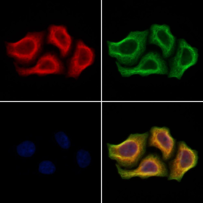 ULK4 Antibody in Immunocytochemistry (ICC/IF)