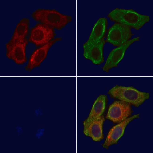 MIP-4 Antibody in Immunocytochemistry (ICC/IF)