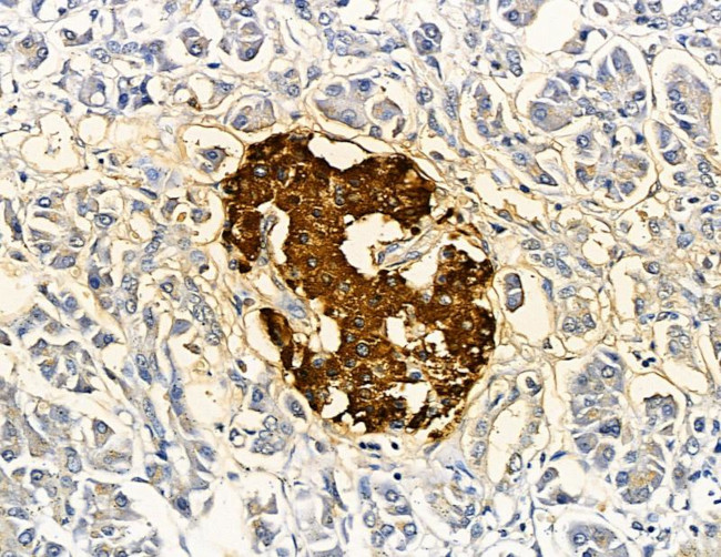 SLC10A4 Antibody in Immunohistochemistry (Paraffin) (IHC (P))