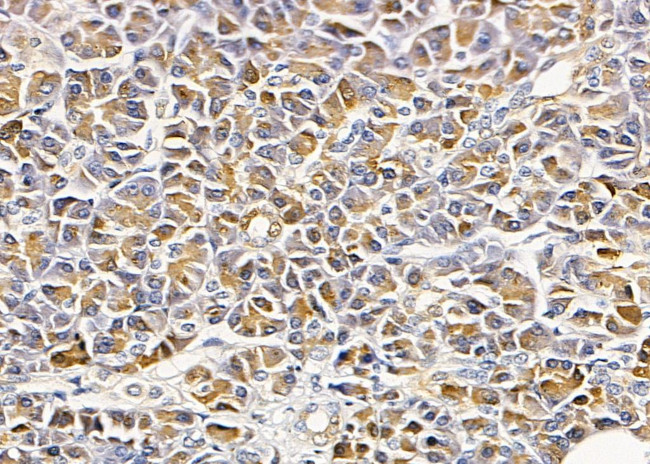 SLC24A2 Antibody in Immunohistochemistry (Paraffin) (IHC (P))