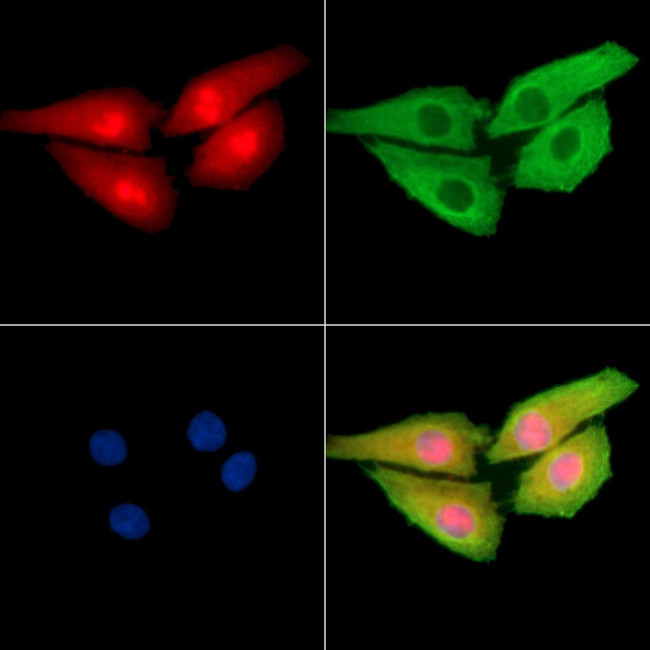 ZNF280D Antibody in Immunocytochemistry (ICC/IF)