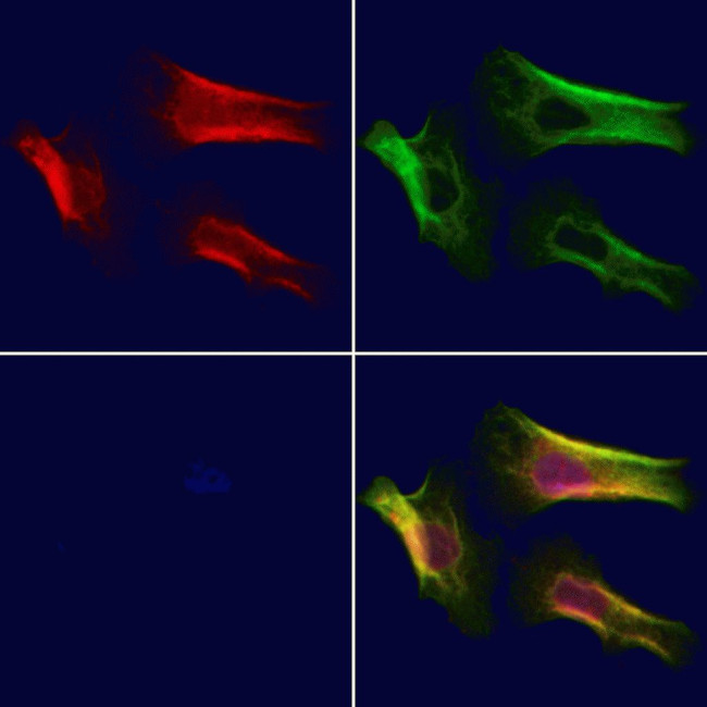 Synaptotagmin 8 Antibody in Immunocytochemistry (ICC/IF)