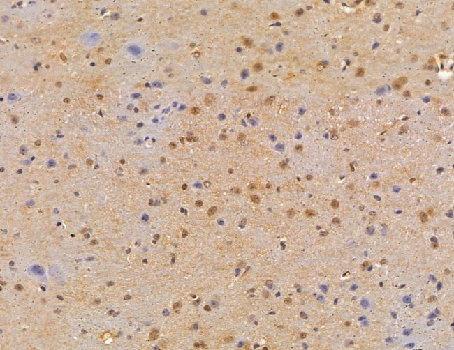 LSM2 Antibody in Immunohistochemistry (Paraffin) (IHC (P))