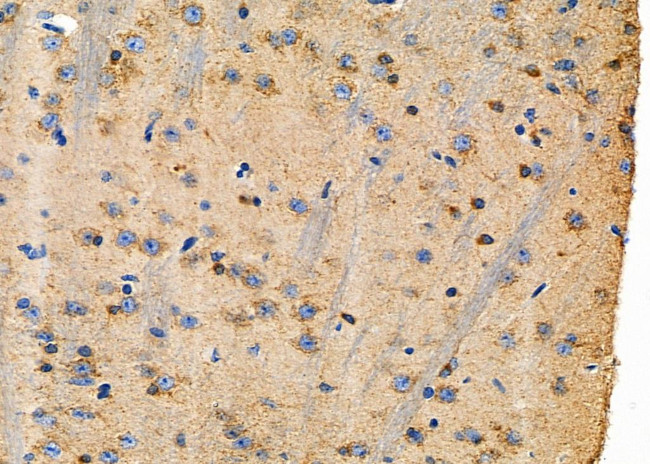 Nkx6.3 Antibody in Immunohistochemistry (Paraffin) (IHC (P))