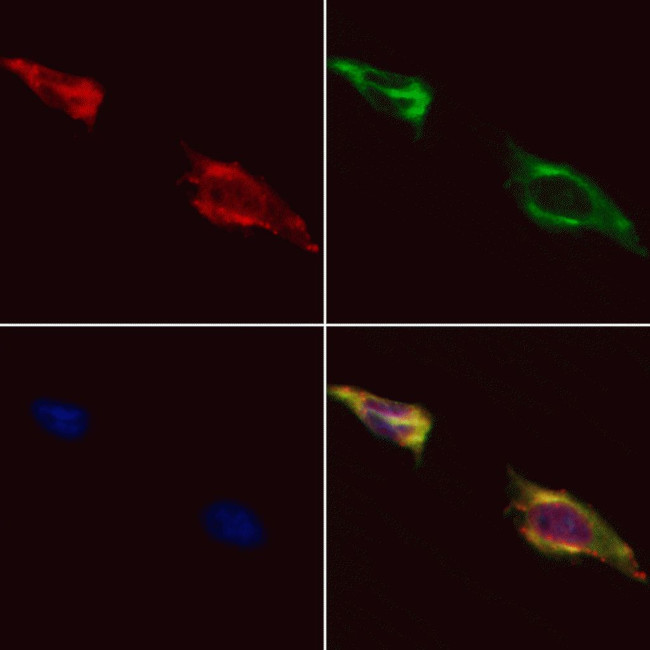 HDAC7 Antibody in Immunocytochemistry (ICC/IF)