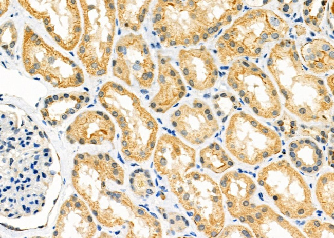 CD164L2 Antibody in Immunohistochemistry (Paraffin) (IHC (P))