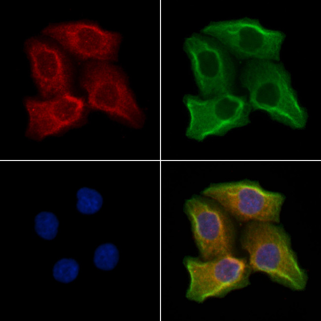 GFR alpha-4 Antibody in Immunocytochemistry (ICC/IF)