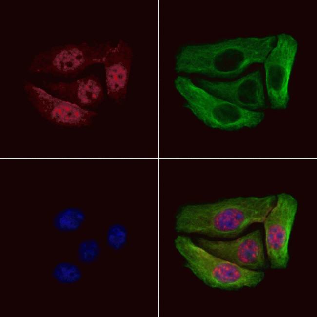 Phospho-CDC25C (Ser216) Antibody in Immunocytochemistry (ICC/IF)