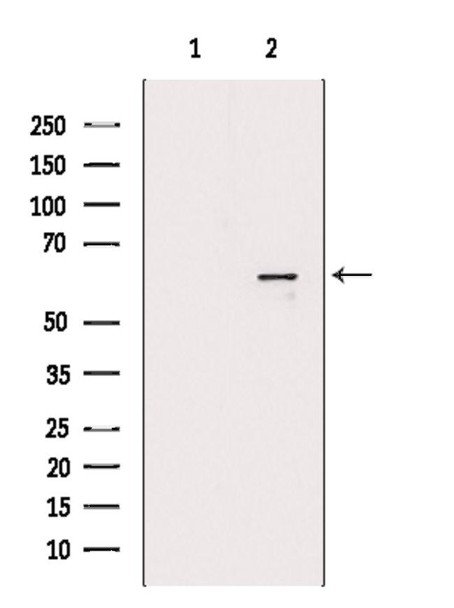 POLL Antibody in Western Blot (WB)