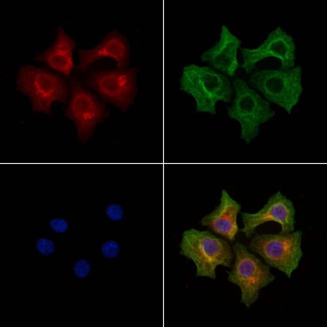 TMBIM4 Antibody in Immunocytochemistry (ICC/IF)