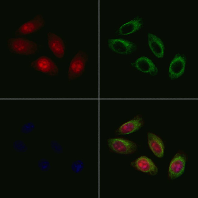 RTDR1 Antibody in Immunocytochemistry (ICC/IF)