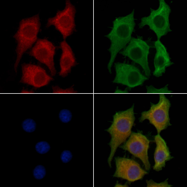 COX6A2 Antibody in Immunocytochemistry (ICC/IF)