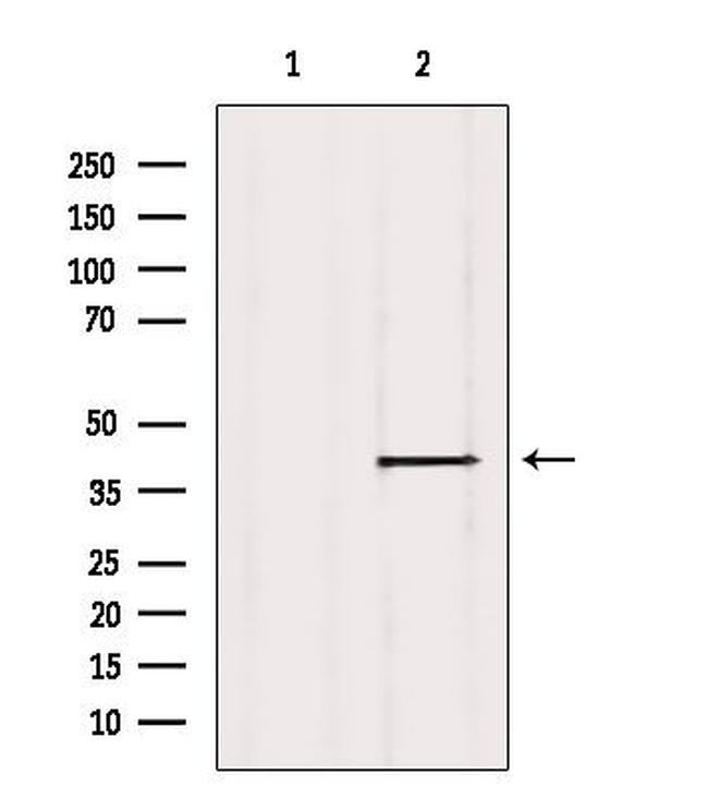 ISG20L2 Antibody in Western Blot (WB)