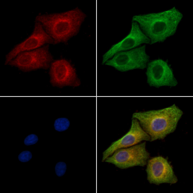 MFGE8 (Lactadherin) Antibody in Immunocytochemistry (ICC/IF)