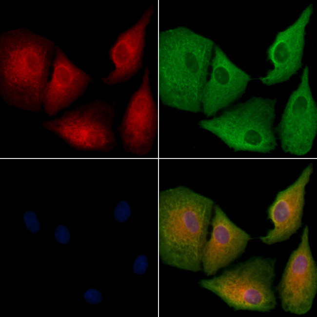 OR52R1 Antibody in Immunocytochemistry (ICC/IF)