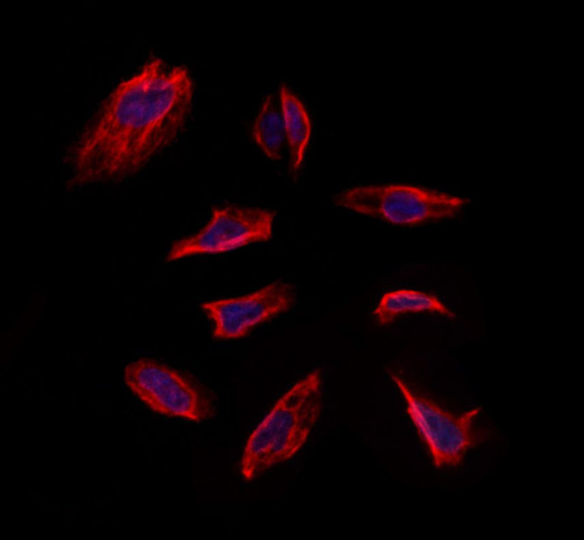 MEST Antibody in Immunocytochemistry (ICC/IF)