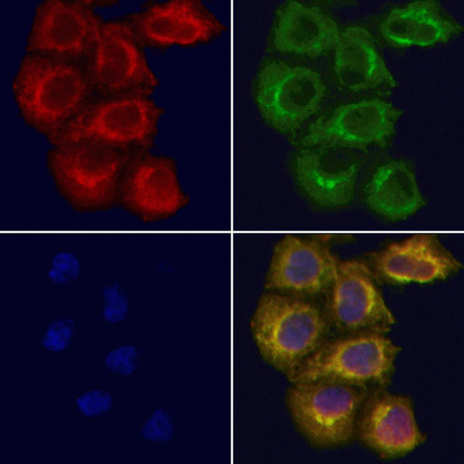 CXXC5 Antibody in Immunocytochemistry (ICC/IF)