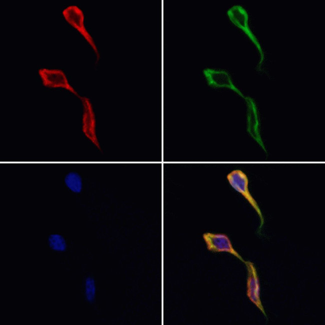 DNAJB12 Antibody in Immunocytochemistry (ICC/IF)