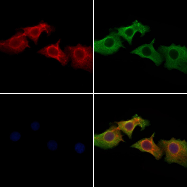 MOB3B Antibody in Immunocytochemistry (ICC/IF)