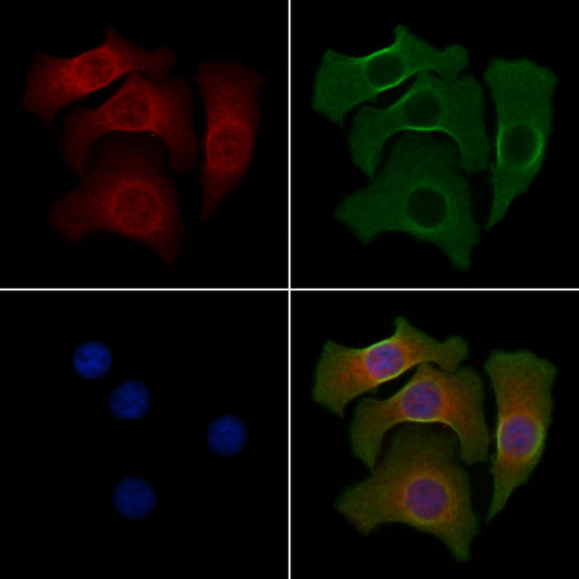 MICS1 Antibody in Immunocytochemistry (ICC/IF)