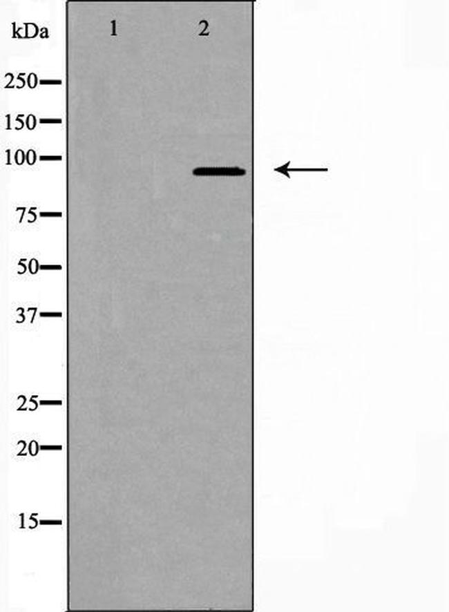 FAM35A/FAM35B Antibody in Western Blot (WB)