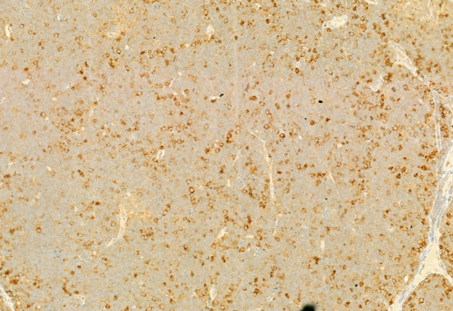 AOC3 Antibody in Immunohistochemistry (Paraffin) (IHC (P))