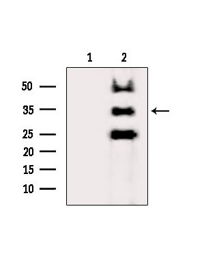 AZGP1 Antibody in Western Blot (WB)