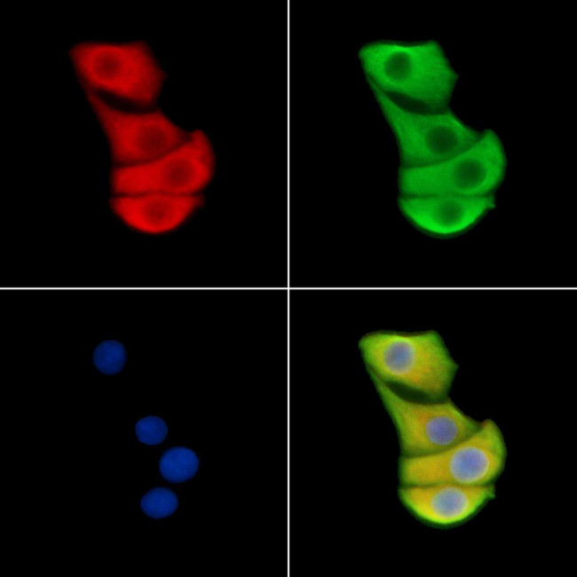 HSPA4 Antibody in Immunocytochemistry (ICC/IF)