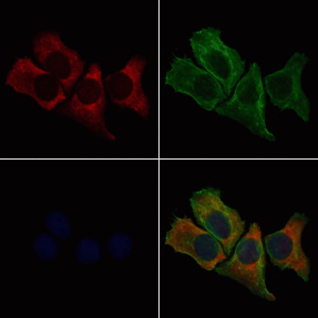 RPL27 Antibody in Immunocytochemistry (ICC/IF)