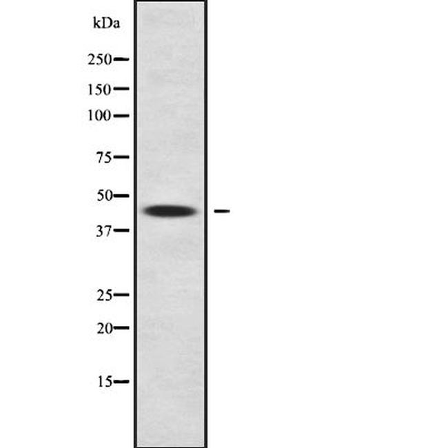 CPO Antibody in Western Blot (WB)